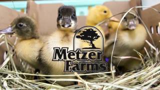 Order Ducklings amp Goslings from Metzer Farms [upl. by Ssidnak]