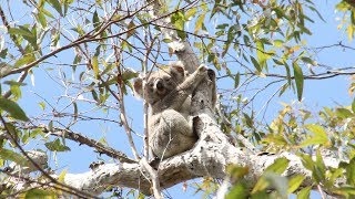 What are the major Australian Biomes [upl. by Eirak]