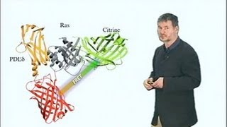 Microscopy Forster Resonance Energy Transfer FRET Microscopy Philippe Bastiaens [upl. by Polish]