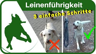 LEINENFÜHRIGKEIT dem Hund in 3 SCHRITTEN das Leine ziehen abgewöhnen  ganz einfach [upl. by Amir]