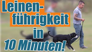 Der Trainereffekt  Leinenführigkeit in 10 Minuten [upl. by Harvison]