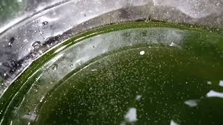 DAPHNIA MOINA CULTURE IN A SMALL BUCKET [upl. by Namielus808]