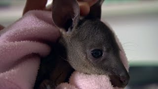 Caring for a Baby Wallaby  BBC Earth [upl. by Nalrah93]