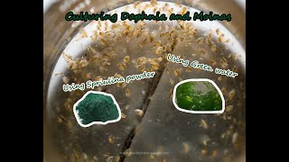 How To Culture Daphnia and Moinas using Green Water Spirulina powder [upl. by Haduj]