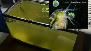 Raising Daphnia for the Freshwater Aquarium [upl. by Glover]