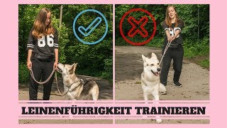 Leinenführigkeit trainieren  So gehts [upl. by Jourdan]