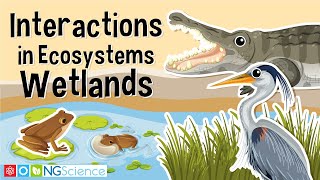 Interactions in Ecosystems – Wetlands [upl. by Ianthe]