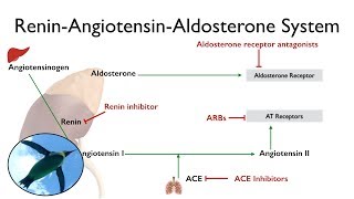 ReninAngiotensinAldosterone System The RAAS [upl. by Reames]