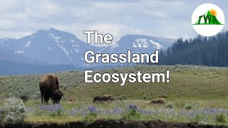 Ecosystems Episode 3 The Grassland Ecosystem [upl. by Atinreb]