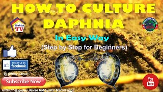 HOW TO CULTURE DAPHNIA In Easy Way [upl. by Jezabelle]