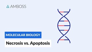 Necrosis vs Apoptosis Cell Death [upl. by Birchard258]